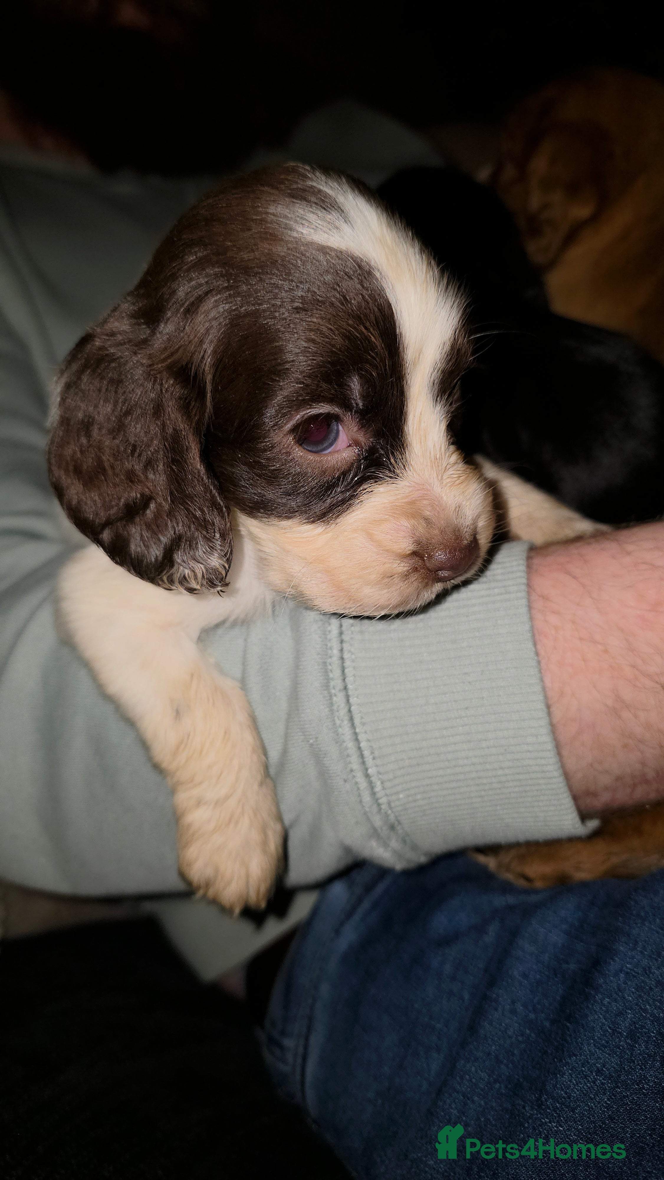 Cocker Spaniel dogs LAST PUP AVAILABLE - READY NOW  - Advert 13