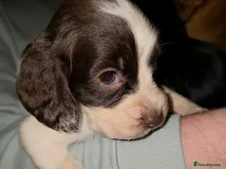 Cocker Spaniel dogs LAST PUP AVAILABLE - READY NOW - Advert 13