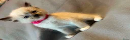 Ragdoll cats for sale: Gorgeous Ragdoll Kittens - Advert 5