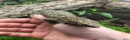 Gecko reptiles for sale: Pair of Leachianus Geckos and juveniles  - Advert 9