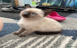 Mixed Breed cats for sale: 5 kittens for sale - Image 10