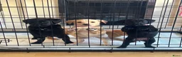 Borador dogs for sale: 6 Labrador /Borador Puppies for Sale Boys & Girls - Advert 12
