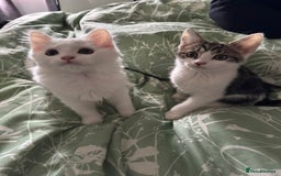 Mixed Breed cats for sale:  11 Week Old Kittens Ready For A New Home ❤️ - Image 3