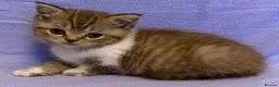 British Shorthair cats for sale: British shorthair X Persian kittens  - Advert 9