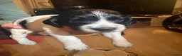 Cocker Spaniel dogs for sale: Beautiful cocker spaniel puppies - Advert 8