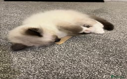 Ragdoll cats for sale: Ragdoll Kitten - Image 2