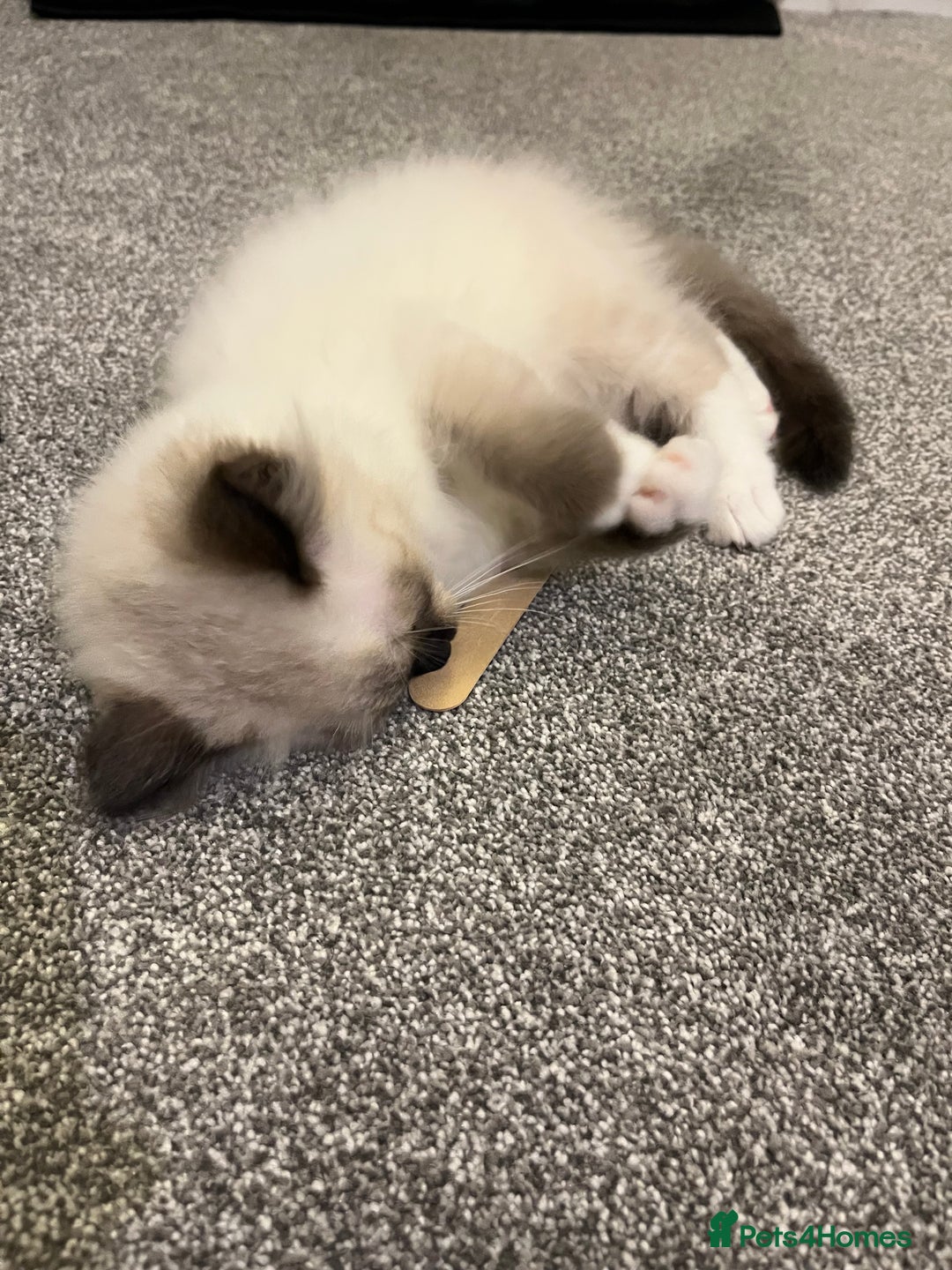 Ragdoll cats for sale: Ragdoll Kitten - Image 2