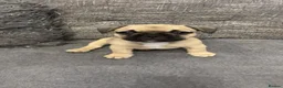 French Bulldog dogs for sale: French bulldog boy  in Hull - Advert 6