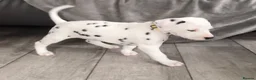 Dalmatian dogs for sale: 4 KC registered looking for their forever home in Livingston - Advert 5