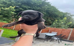 Patterdale Terrier dogs for sale: Patterdale terrier pups  - Image 4