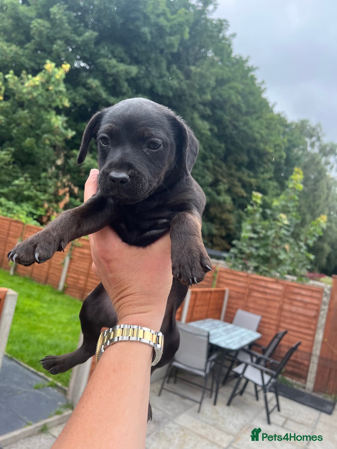 Patterdale Terrier dogs for sale: Patterdale terrier pups  - Image 4