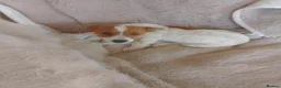 Jack Russell dogs for sale: Farmer pet jack Russell  - Advert 3