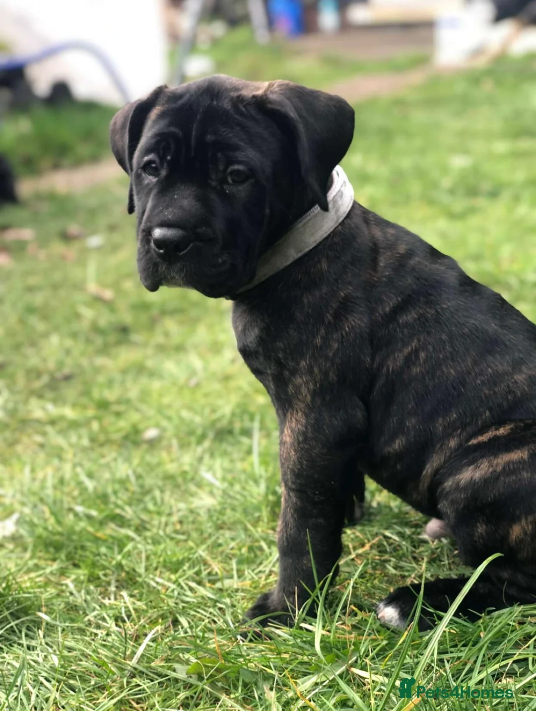 Presa Canario dogs for adoption: 3 year Old Presa Canario   - Advert 4