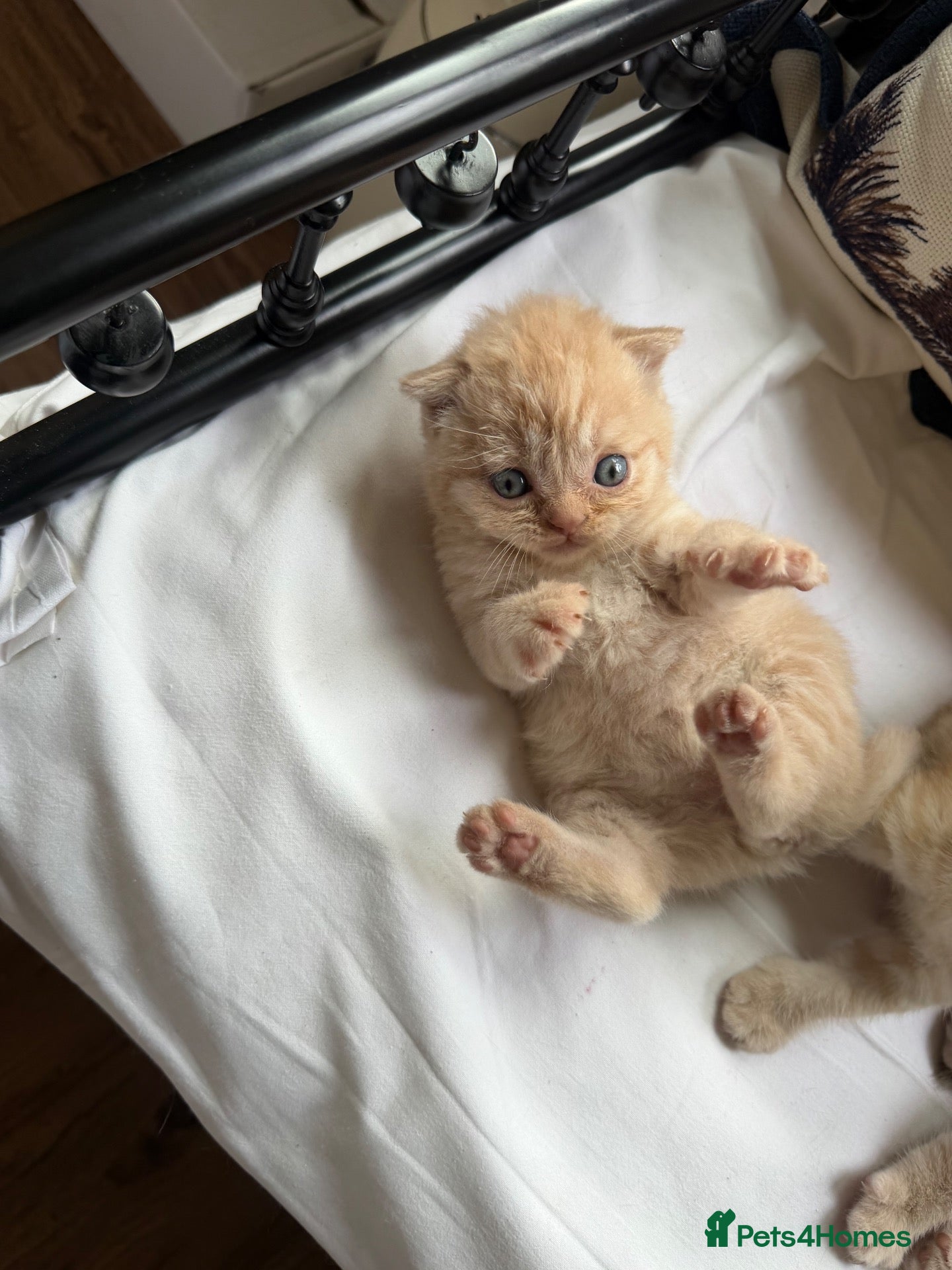 Scottish Fold cats Scottish fold and straight  - Advert 2