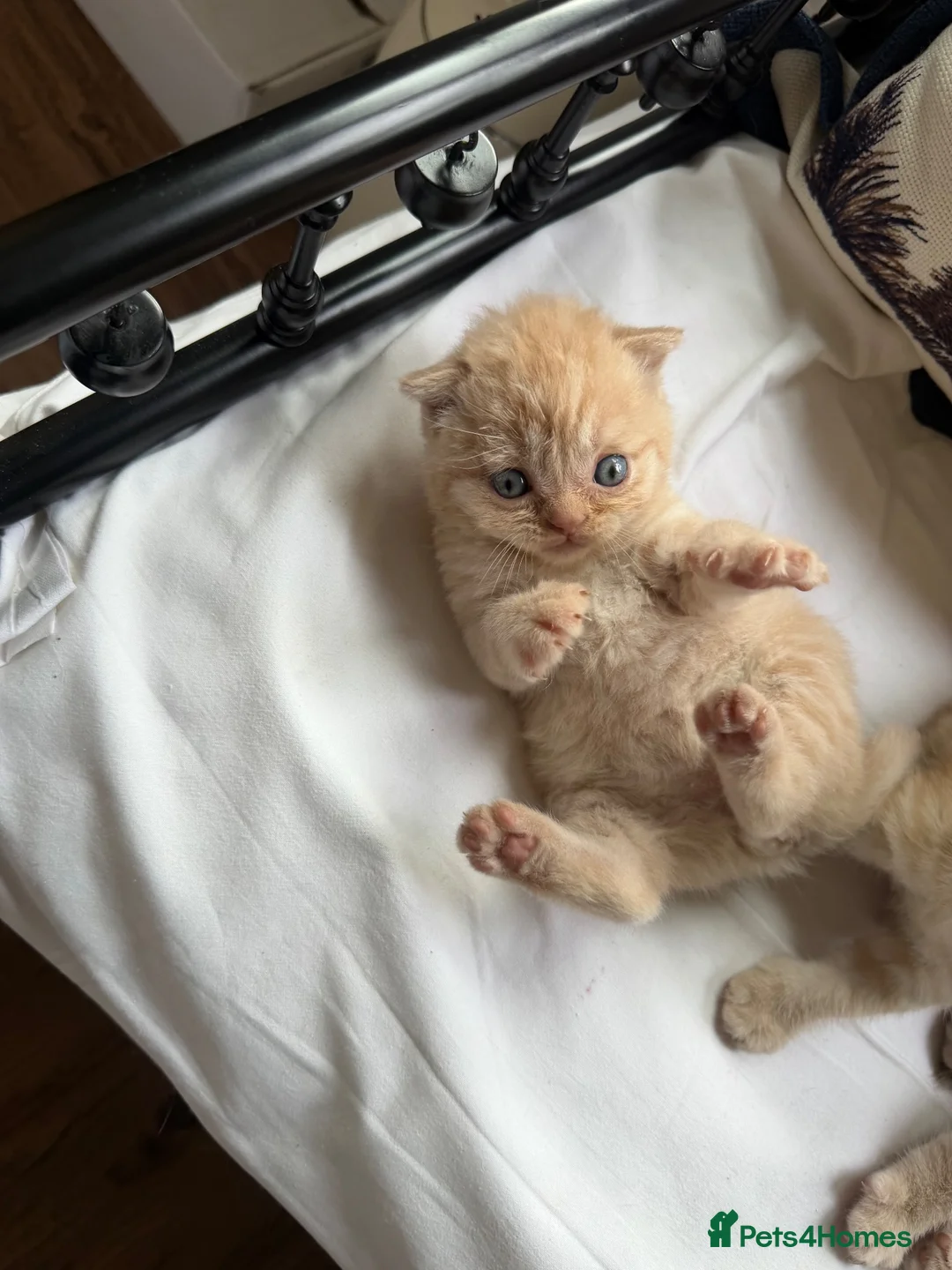 Scottish Fold cats for sale: Scottish fold and straight  in London - Advert 2