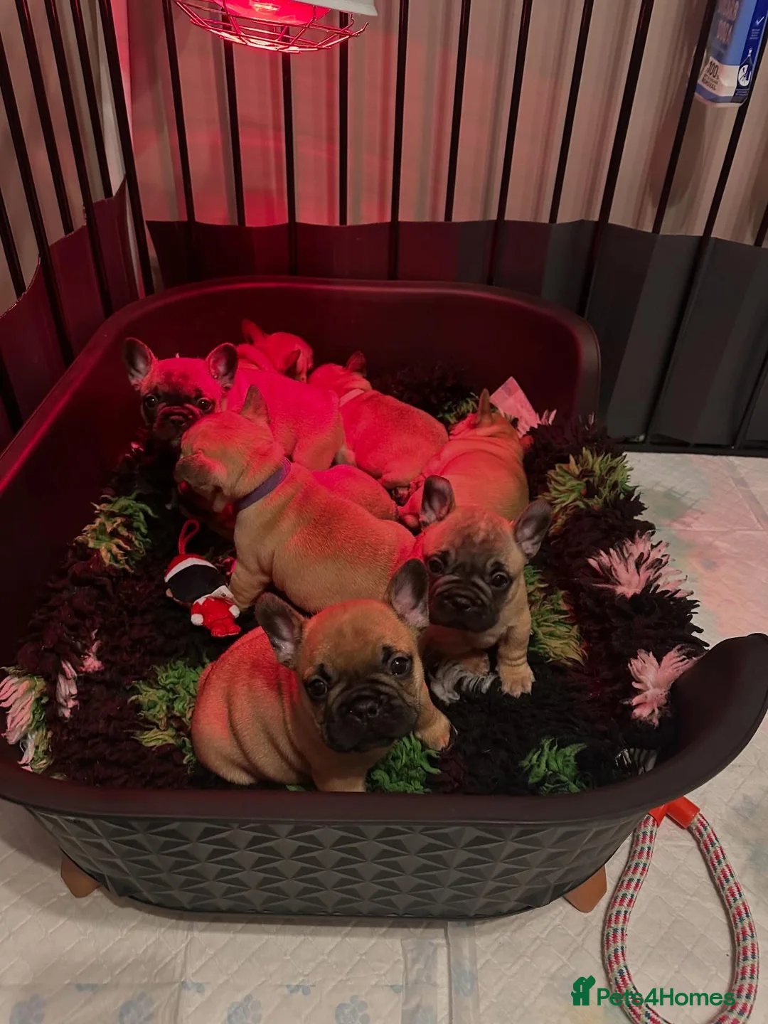 French Bulldog dogs for stud: Mani standard red silver fbce RFG 1  in Edinburgh - Advert 34