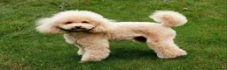 Cockapoo dogs for sale: Toy Teddy Bear Cockapoo Puppies - Advert 3