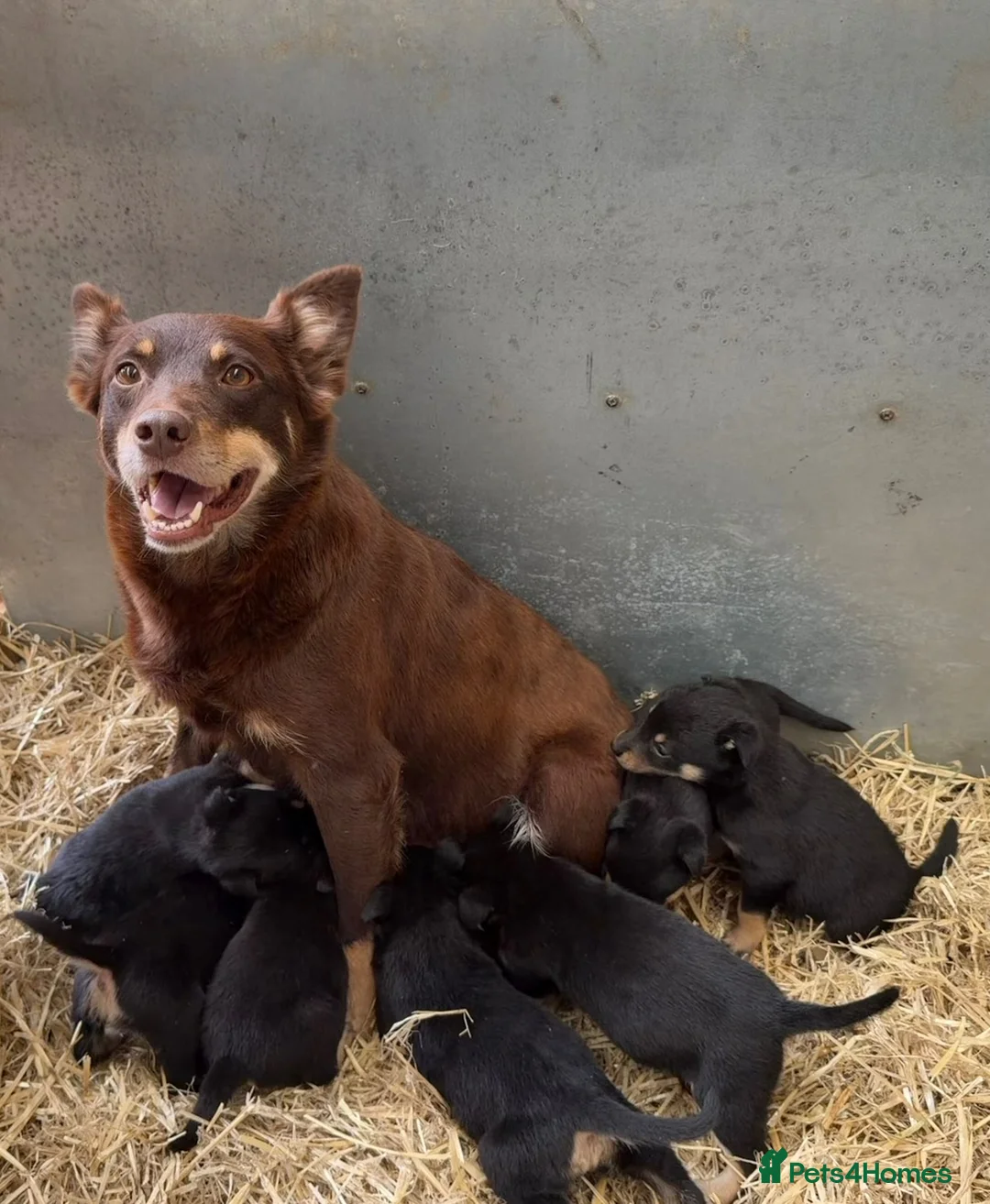 Australian Kelpie dogs for sale: Pure Bred Kelpie pups - Advert 2