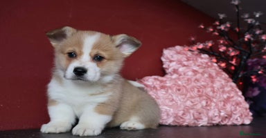 Welsh Corgi Pembroke dogs - Advert 16