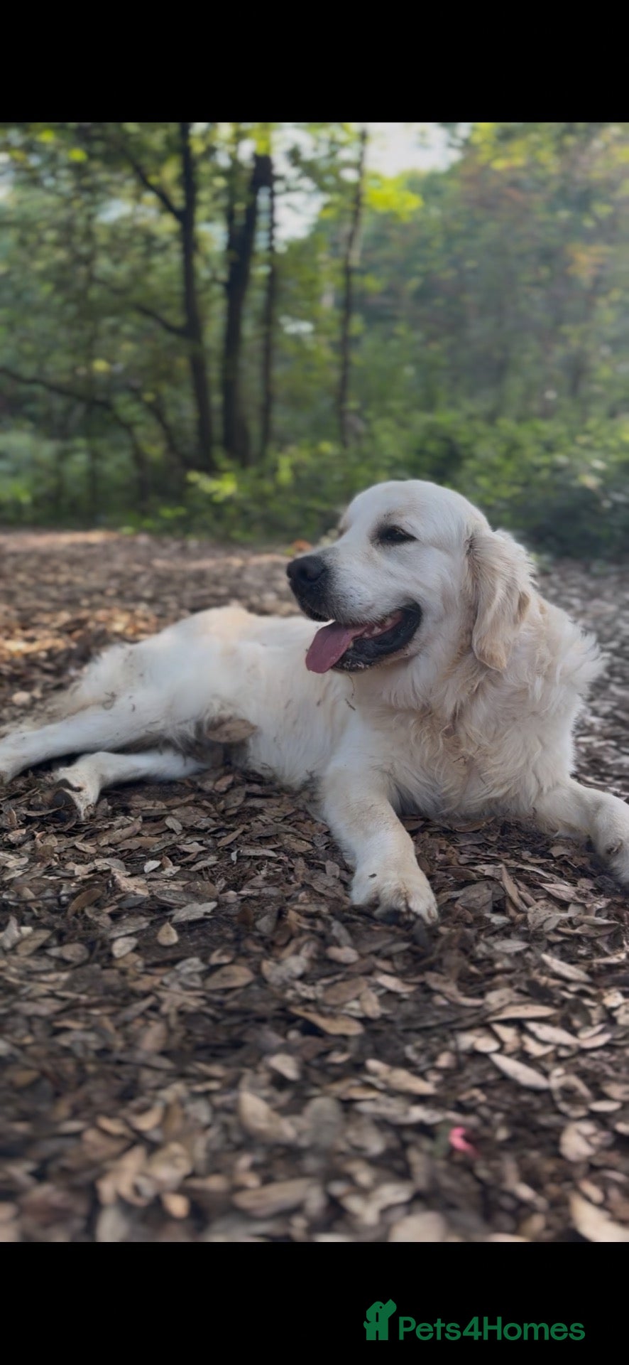 Golden Retriever dogs  **Golden Retriever Stud Available – Jack** 🐾 - Advert 4