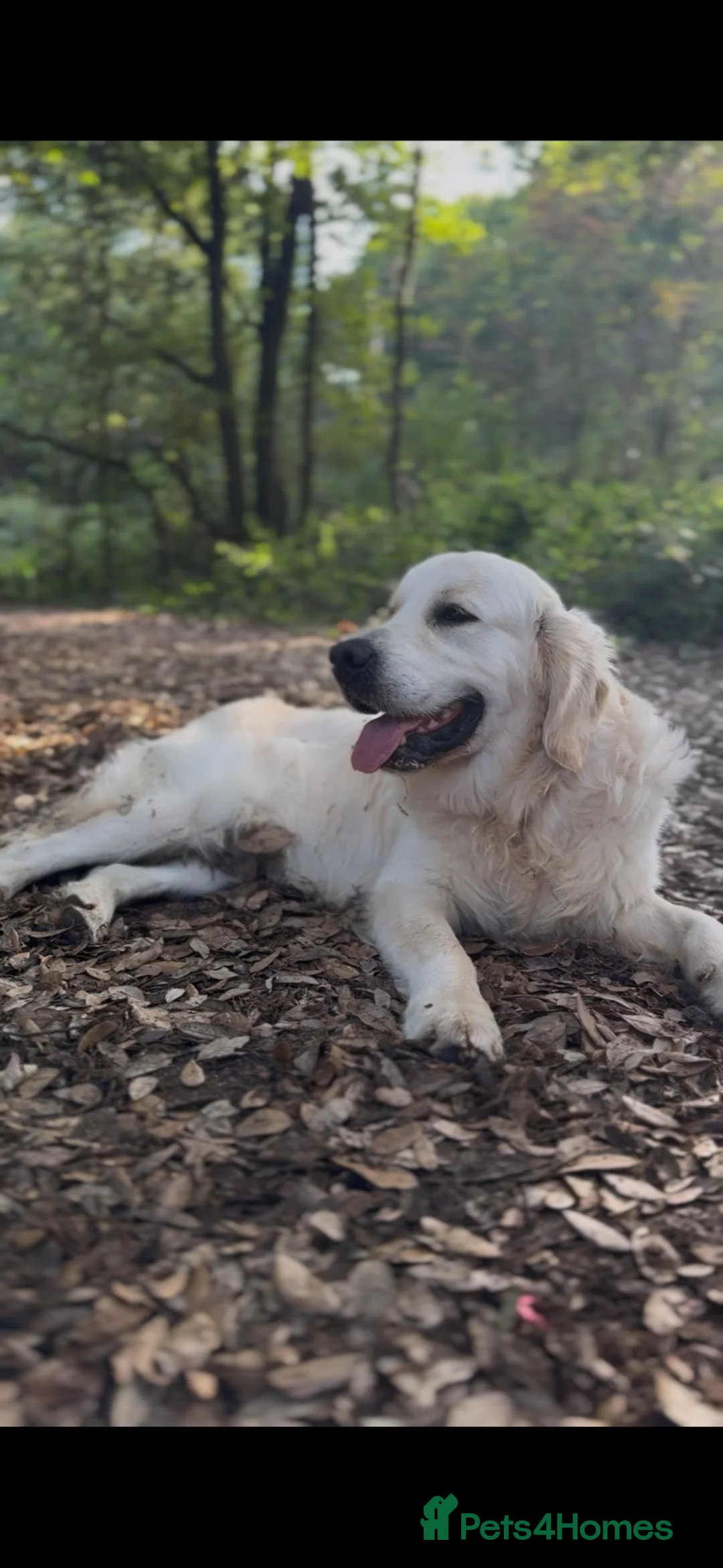 Golden Retriever dogs for stud:  **Golden Retriever Stud Available – Jack** 🐾 - Advert 1