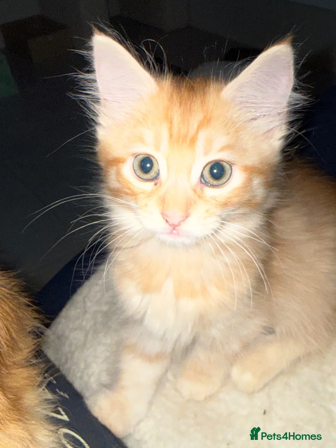 Mixed Breed cats for sale: Ginger Boys  - Advert 2