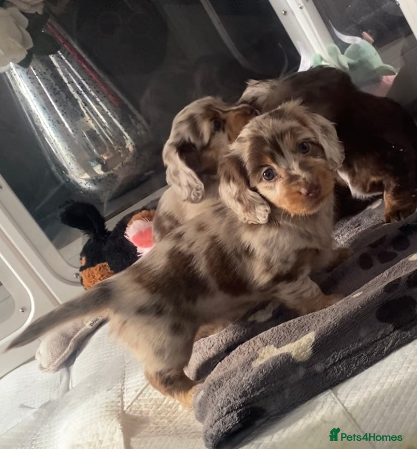 Miniature Dachshund dogs Stunning kc reg long haired mini dachshund pups  - Advert 4