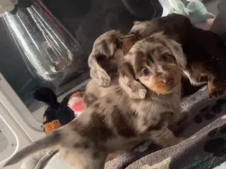 Miniature Dachshund dogs Stunning kc reg long haired mini dachshund pups - Advert 2