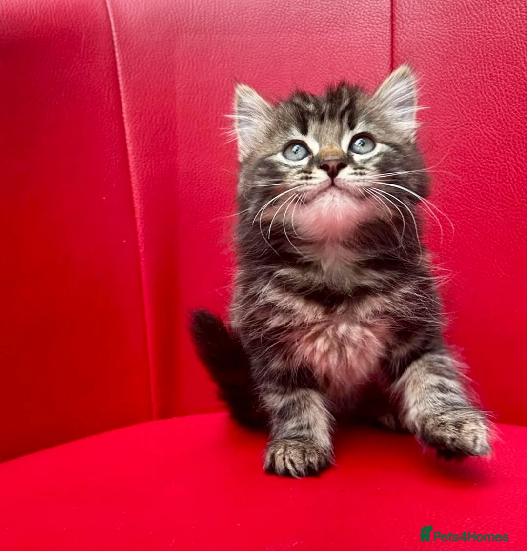 Mixed Breed cats for sale: Big Litter Big Love ❤️  - Advert 2