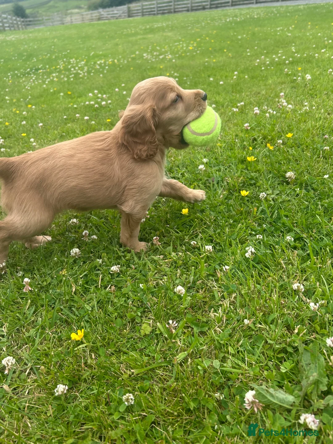 Cocker Spaniel dogs for sale: Cocker spaniel puppies  - Advert 7