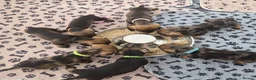 Dachshund dogs for sale: Miniature wire dachshund puppies - Advert 3