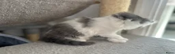 Mixed Breed cats for sale: 8 beautiful fluffy kittens 😻 - Advert 8