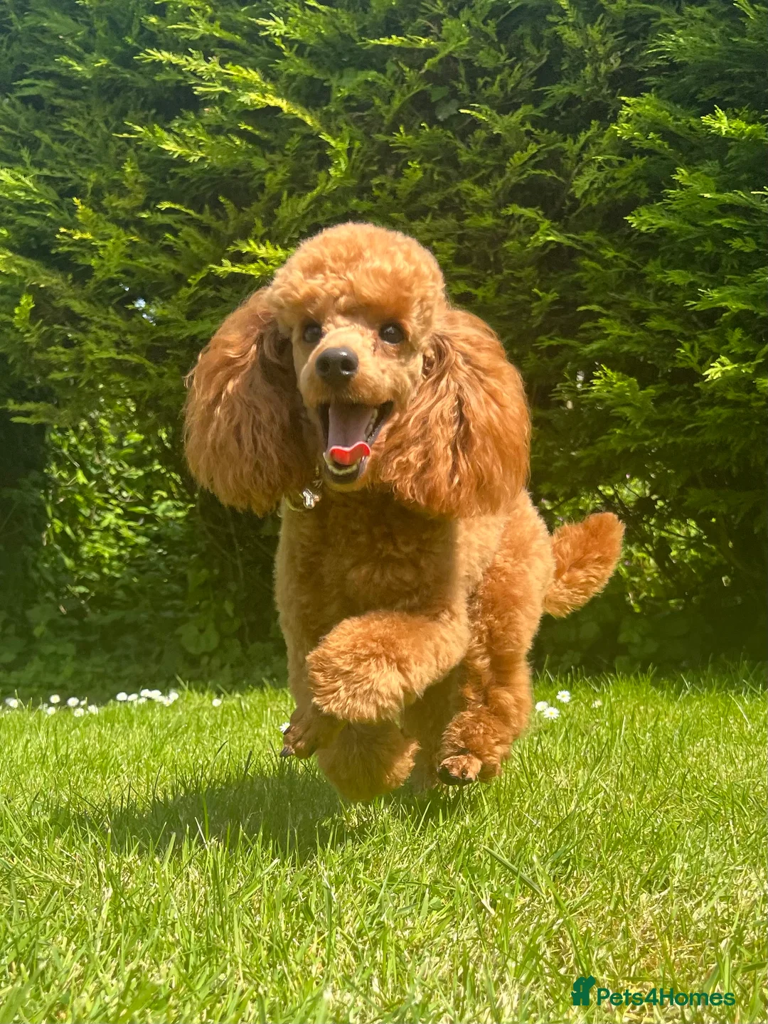 Schnoodle dogs for sale: F1 Toy Mega Coat Schnoodles - Advert 6