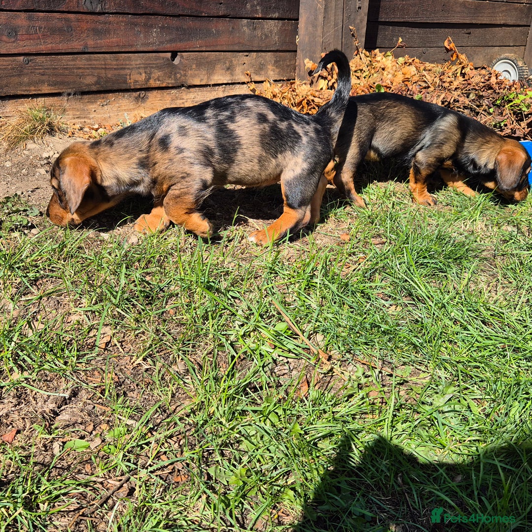 Mixed Breed dogs for sale: Wire Haired Daschund x Rottweiler  - Image 8