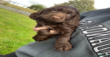 Sprocker dogs - Advert 12