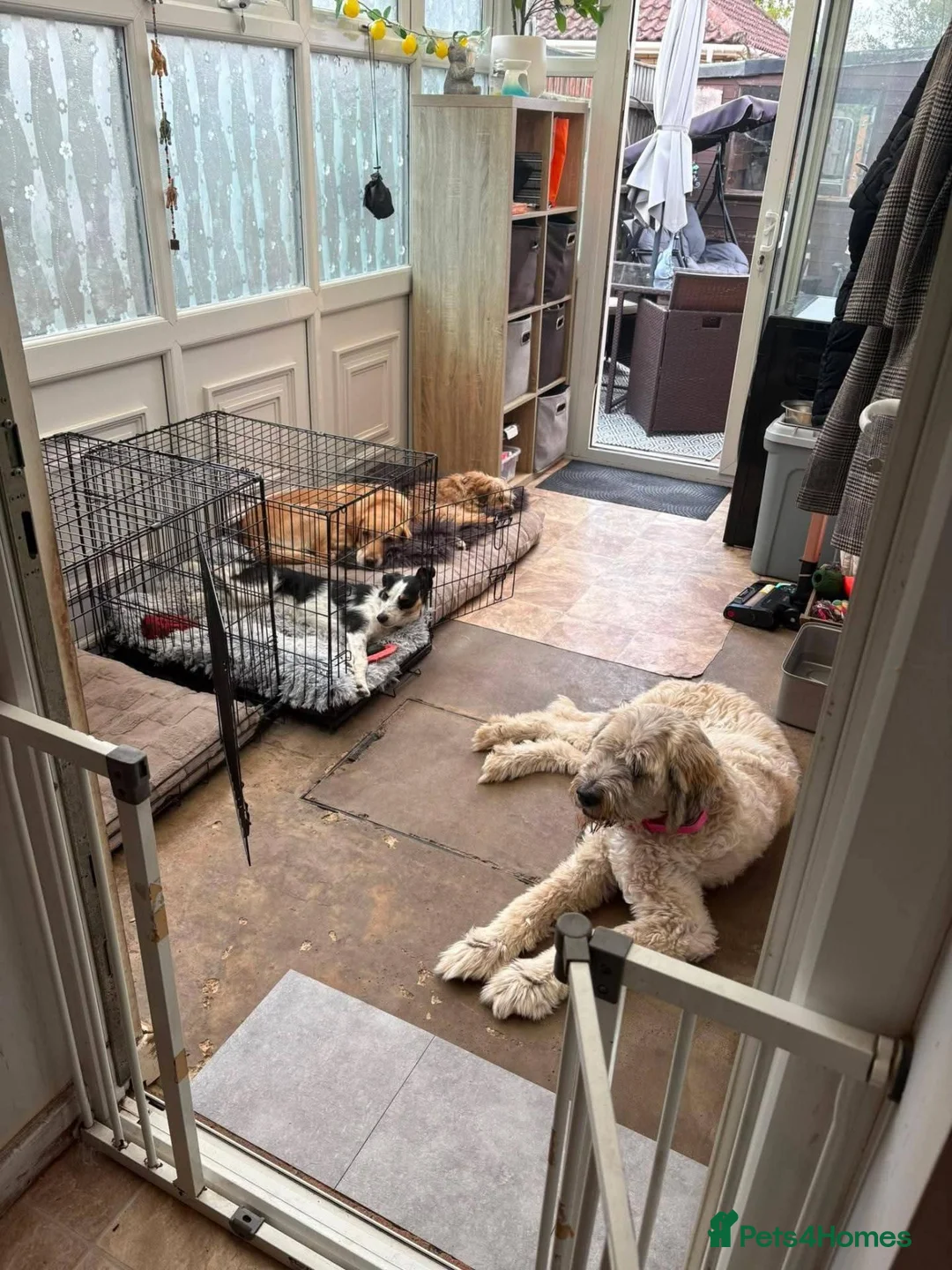 Mixed Breed dogs for adoption: Meet Mira, currently residing in Cambridgeshire  in ELY - Advert 6