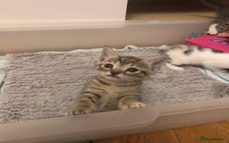Mixed Breed cats for sale: Kittens 😸 MaineCoon x kittens READY TODAY ❤️😸🐈 - Image 18