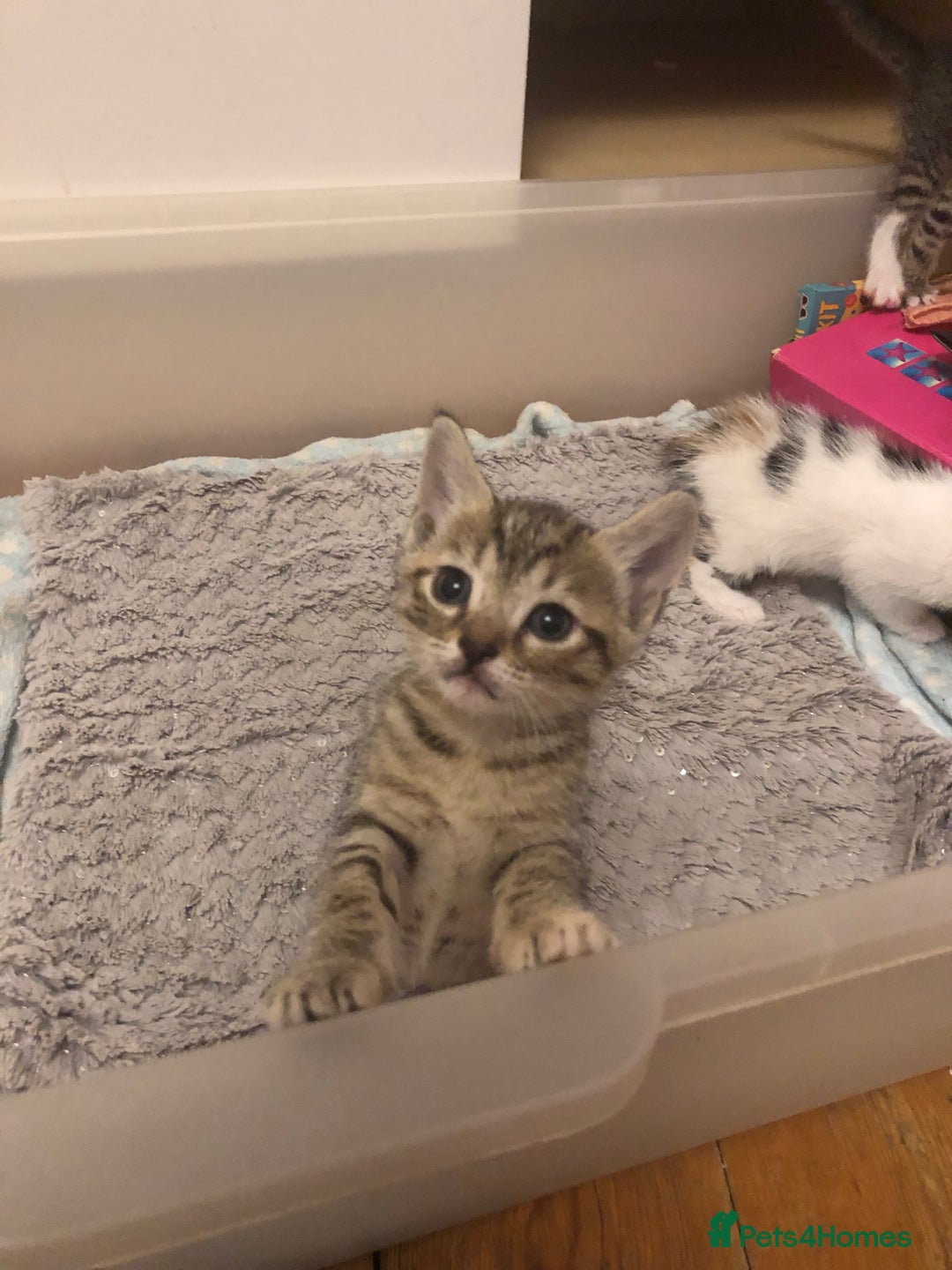 Mixed Breed cats for sale: Kittens 😸 MaineCoon x kittens READY TODAY ❤️😸🐈 - Image 18