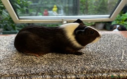 Guinea Pig rodents for sale: Bonded group of young boars - Image 19