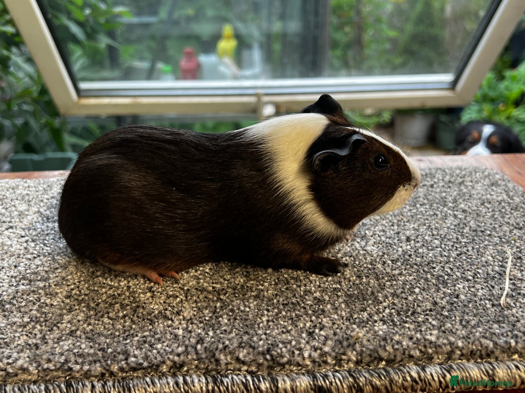 Guinea Pig rodents for sale: Bonded group of young boars - Image 19