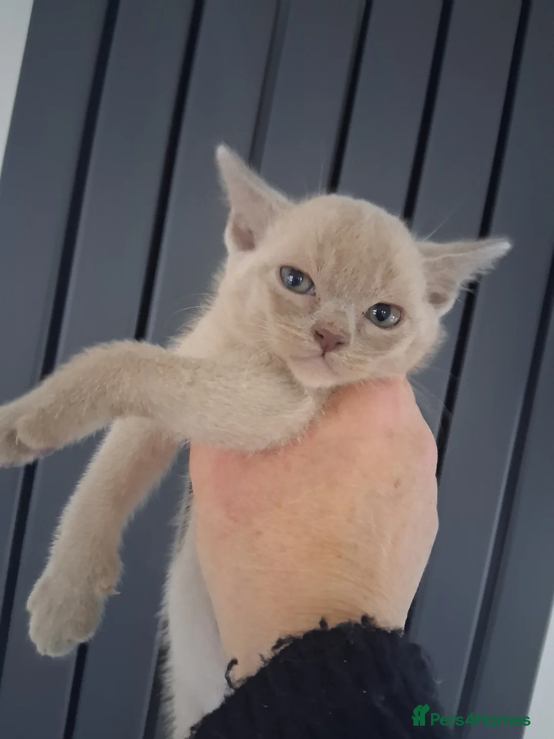 Burmese cats for sale: Stunning lilac kittens available - Advert 5