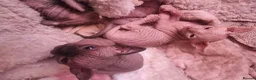 Sphynx cats for sale: Sphynx kitteens in Dewsbury - Advert 8