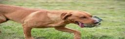 Labrador Retriever dogs for stud: Working Fox Red Labrador Retriever for stud   in Newark - Advert 2