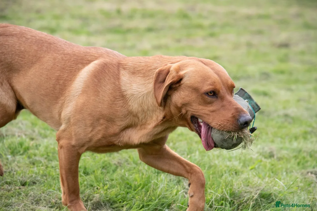 Labrador Retriever dogs for stud: Working Fox Red Labrador Retriever for stud   in Newark - Advert 2