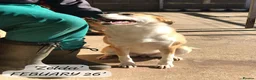 Mixed Breed dogs for adoption: Zelda, 3 yrs old approx. Available for adoption. in Brixham - Advert 25