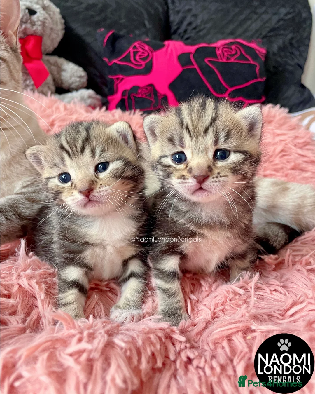 Bengal cats for sale: ⭐️ BENGAL KITTENS FOR SALE! ⭐️🩷❤️🧡💛💚🩵💙💜 - Advert 1