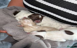 Mixed Breed dogs for sale: Springerpoo pups  - Image 1