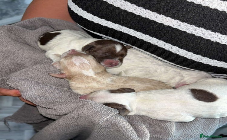 Mixed Breed dogs - Advert 1