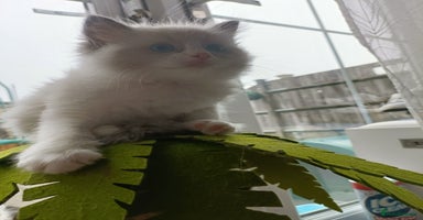 Ragdoll cats Pure lovely ragdoll 🐱 - Advert 16