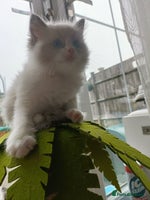 Ragdoll cats Pure lovely ragdoll 🐱 - Advert 2
